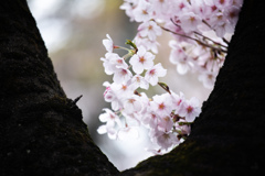 靖国神社の桜　Ⅶ