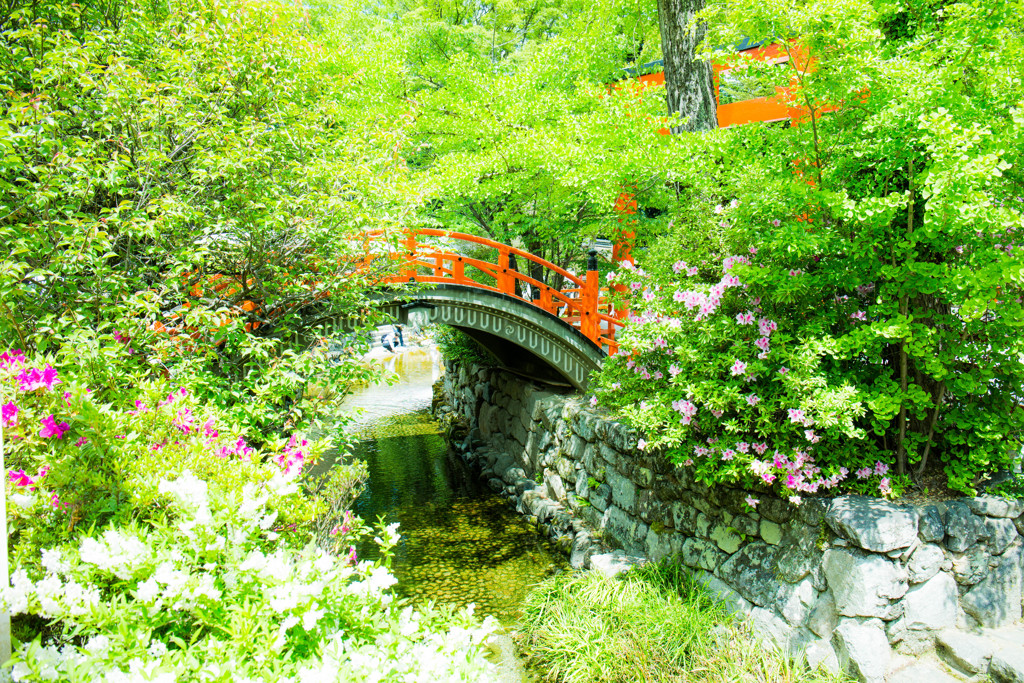 初夏の下鴨神社でのヒトコマ。　②