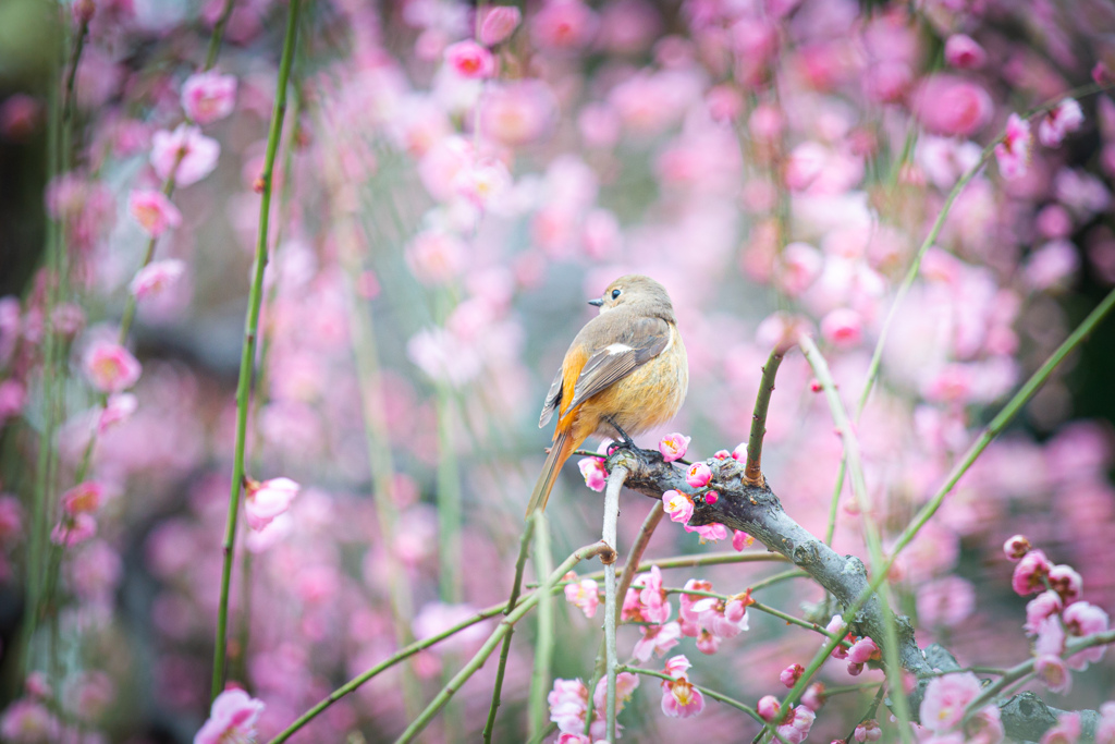 小さな花見客