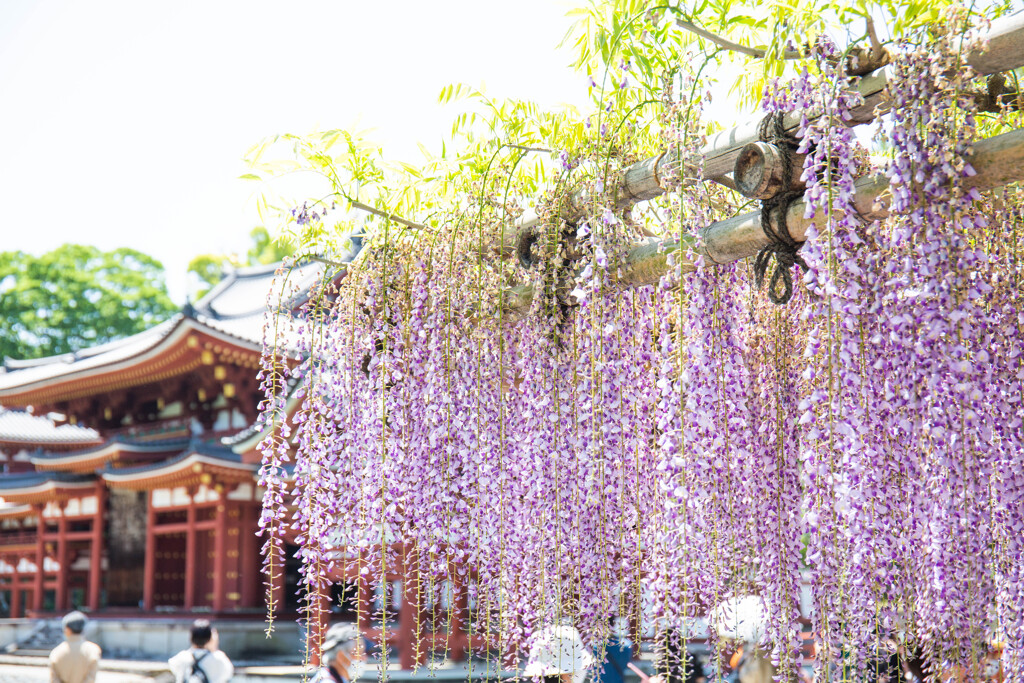 平等院の藤