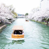 十石舟で桜を愛でる