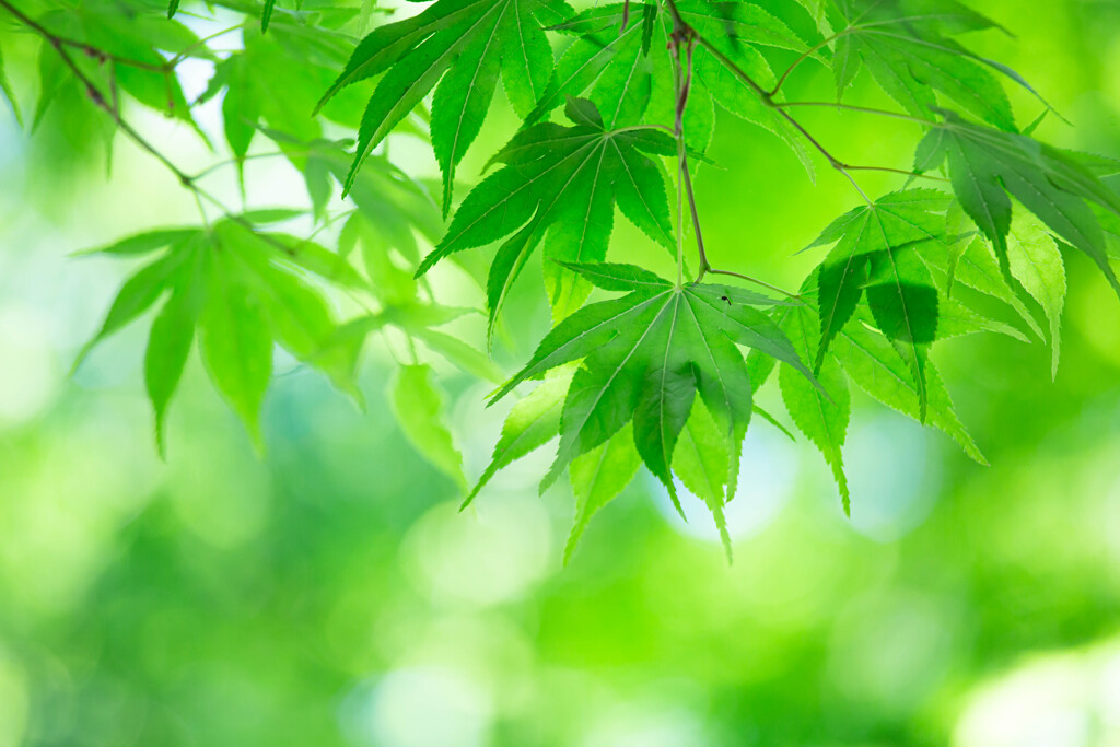 Fresh Greeeen !!!