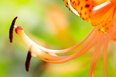 夏の花 オニユリ