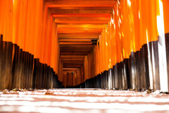 朝の千本鳥居を撮る。