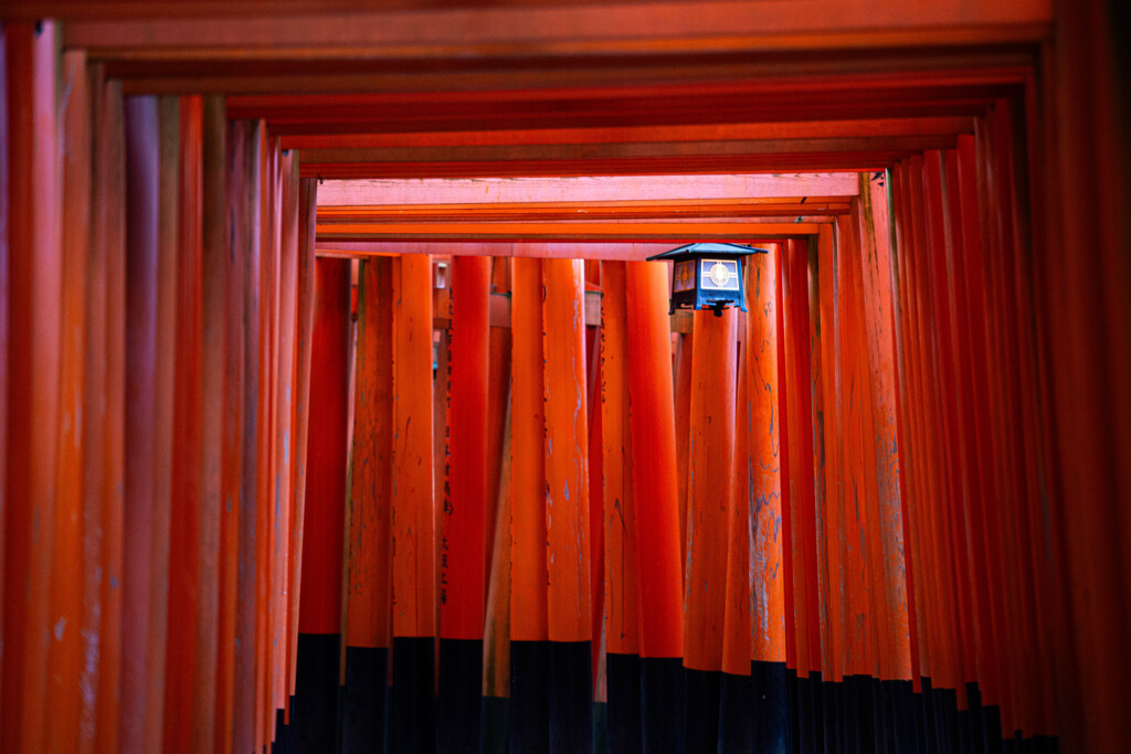 朝の千本鳥居にて　Ⅵ