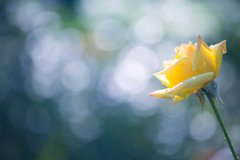 『君は薔薇より美しい』