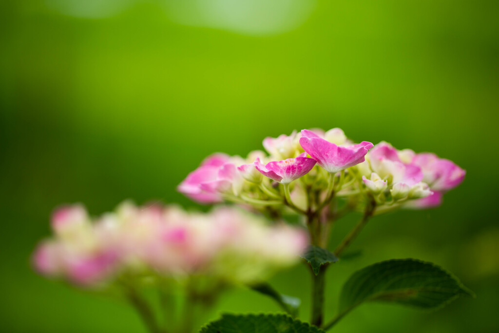 紫陽花に魅せられて　Ⅱ