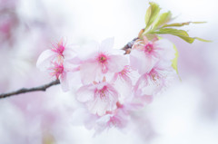 河津桜