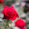 赤い薔薇　Ⅱ