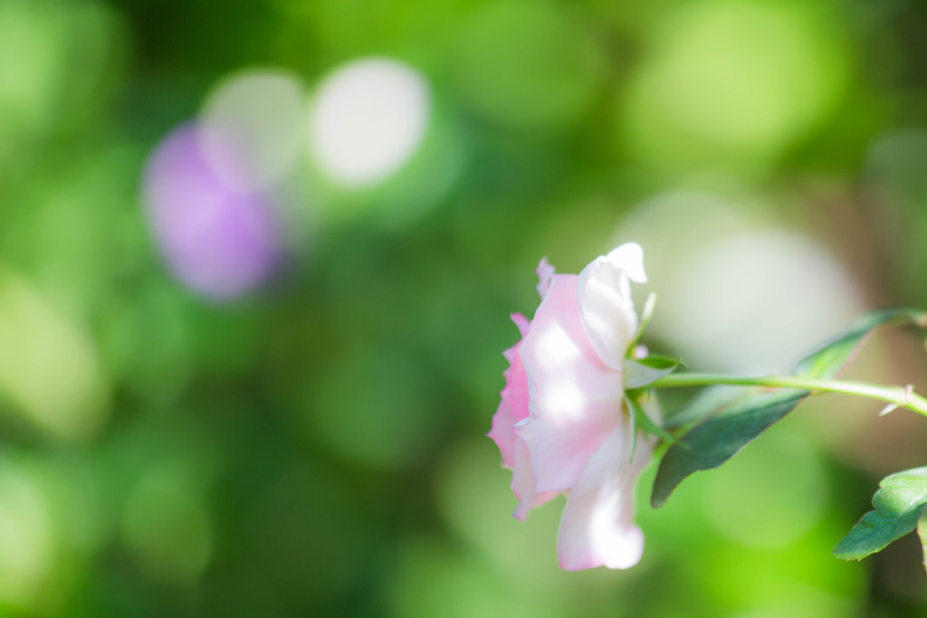 『For You』