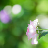 『For You』