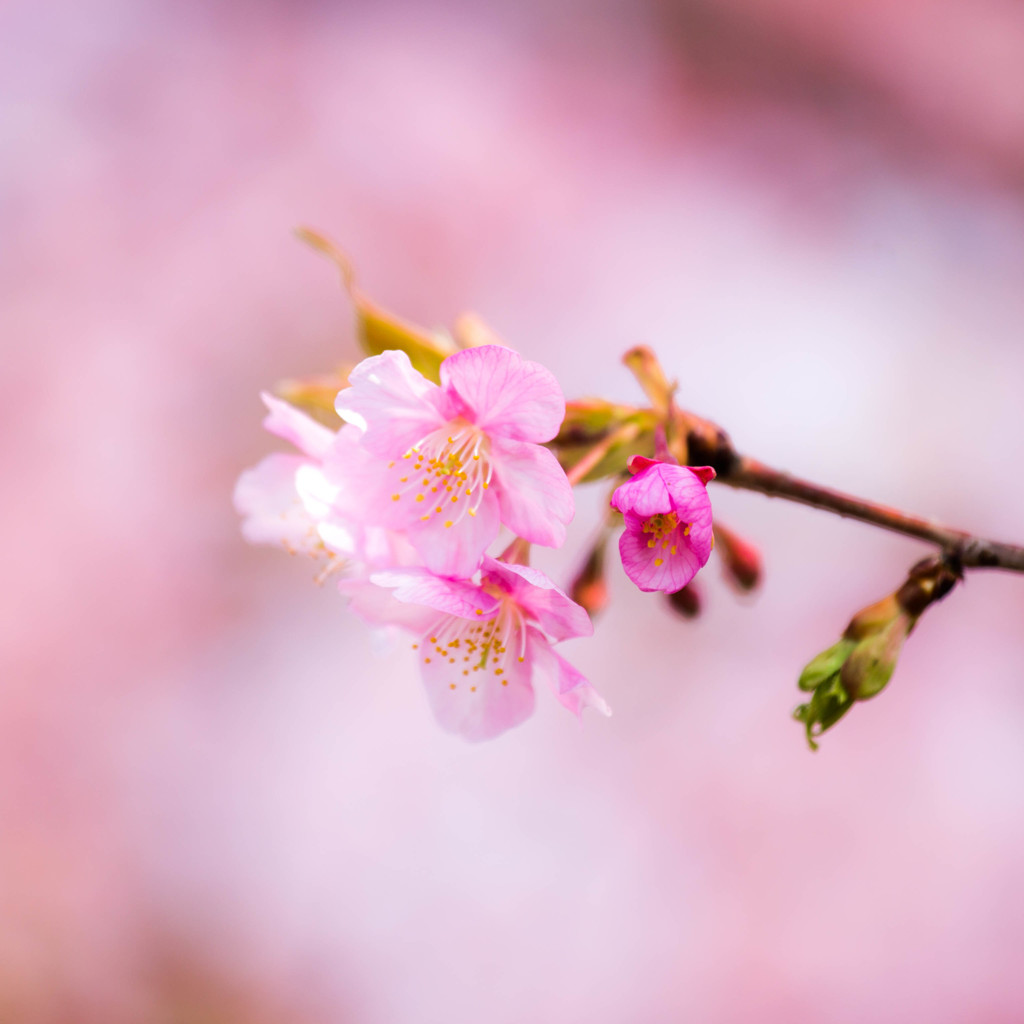 河津桜が咲く。　Ⅱ