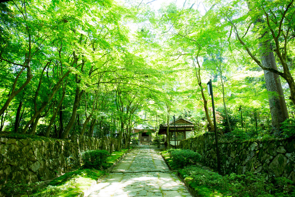 初夏の金剛輪寺で。　Ⅱ