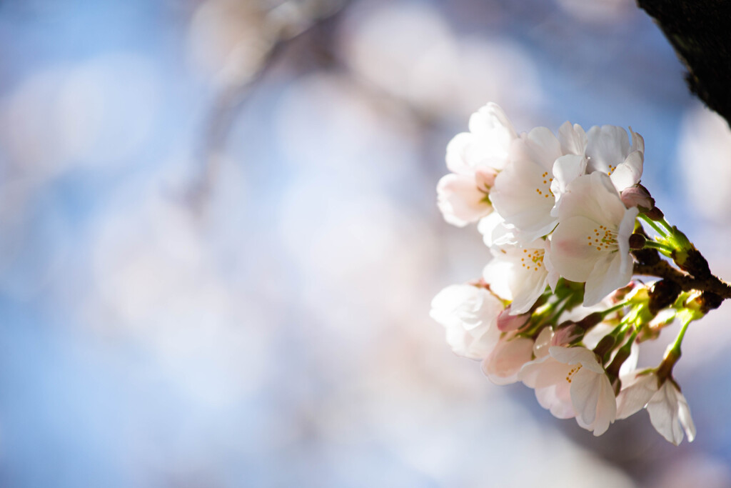 桜咲く　Ⅱ