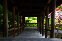 東福寺の春景