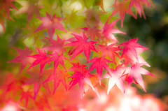 Colors　Ⅱ　－永観堂の秋
