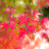 Colors　Ⅱ　－永観堂の秋