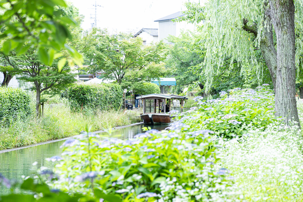 伏見、紫陽花の頃 ①