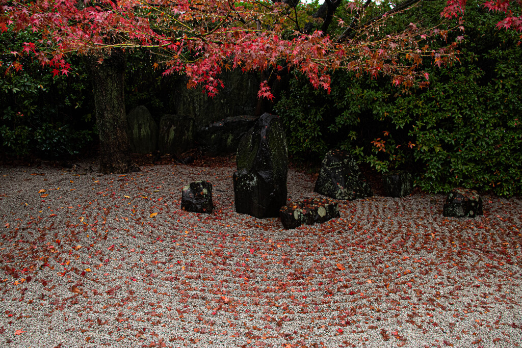 小さな枯山水の紅葉