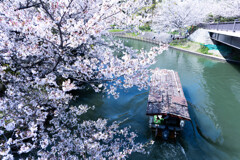 伏見 春の十石舟　Ⅲ