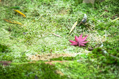 紅一点
