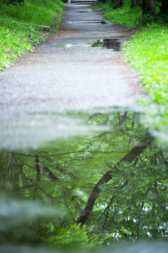 雨上がりの散歩道　Ⅱ