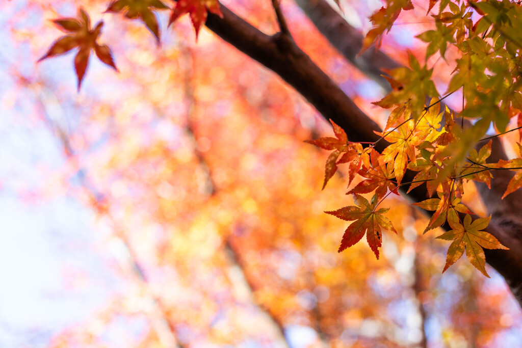 紅葉の季節