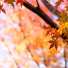 紅葉の季節