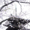 春の三井寺にて　Ⅴ
