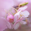 桜色に染まる