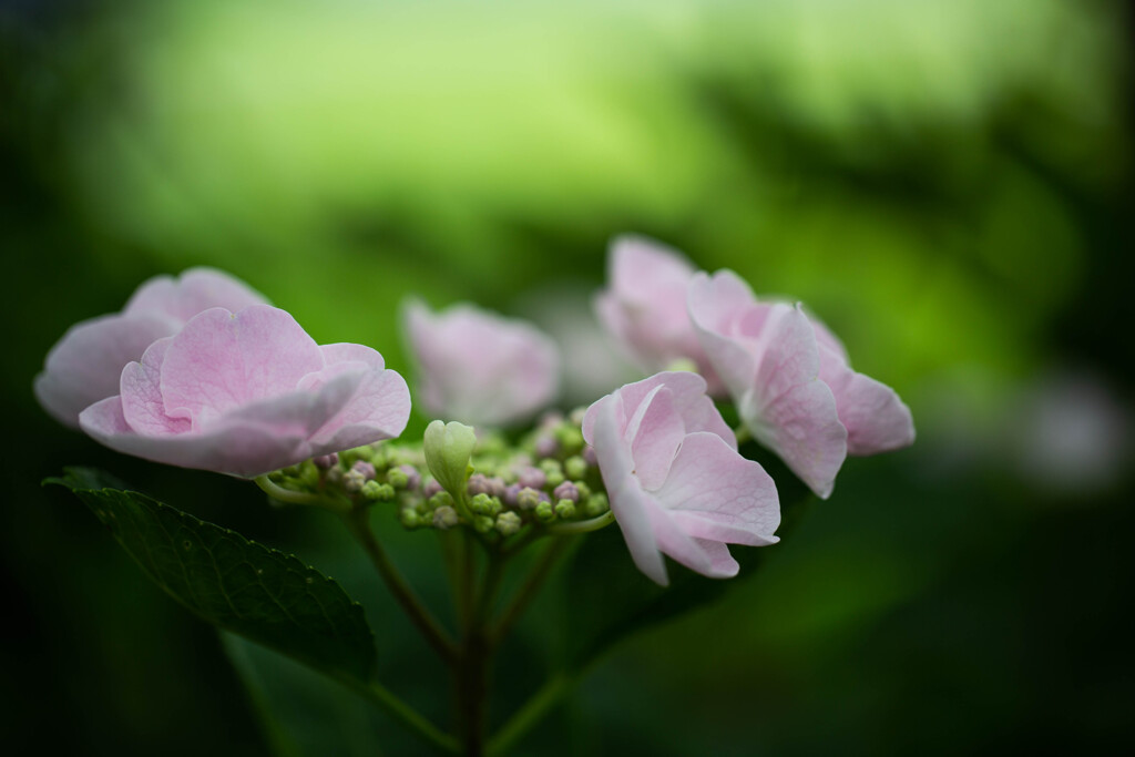 紫陽花に魅せられて　Ⅴ