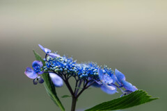 紫陽花はブルーが似合う