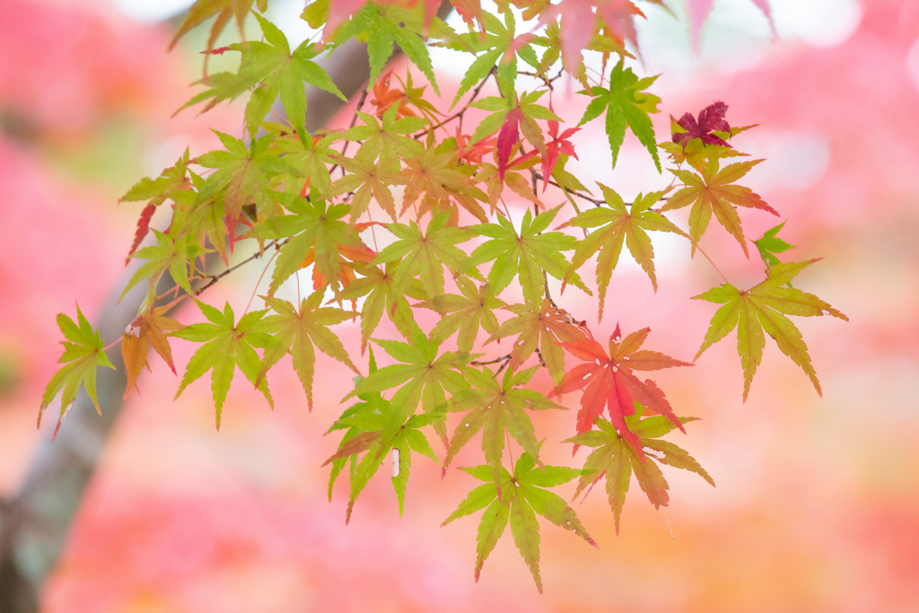 緑に紅さす。