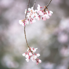 枝垂れ桜　－六義園Ⅲ