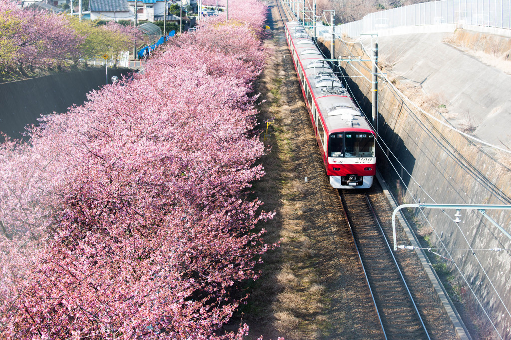 河津桜Pink×京急Red