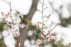 十月桜にメジロ　Ⅲ
