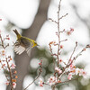 十月桜にメジロ　Ⅲ