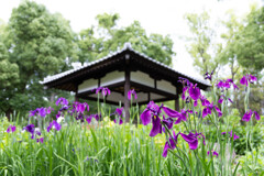 藤森神社の花菖蒲