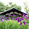 藤森神社の花菖蒲