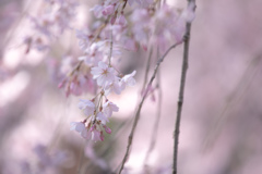 六義園のしだれ桜　Ⅳ