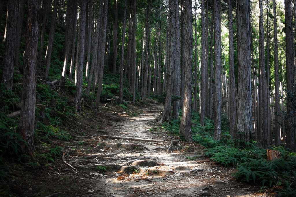 熊野三山への道