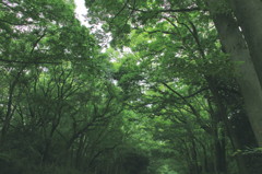 京の森