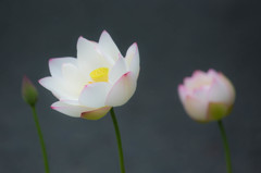 極楽浄土の蓮の花　Ⅲ