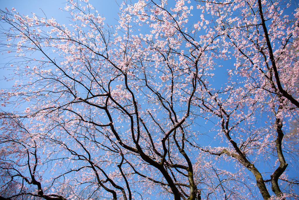六義園のしだれ桜　Ⅹ