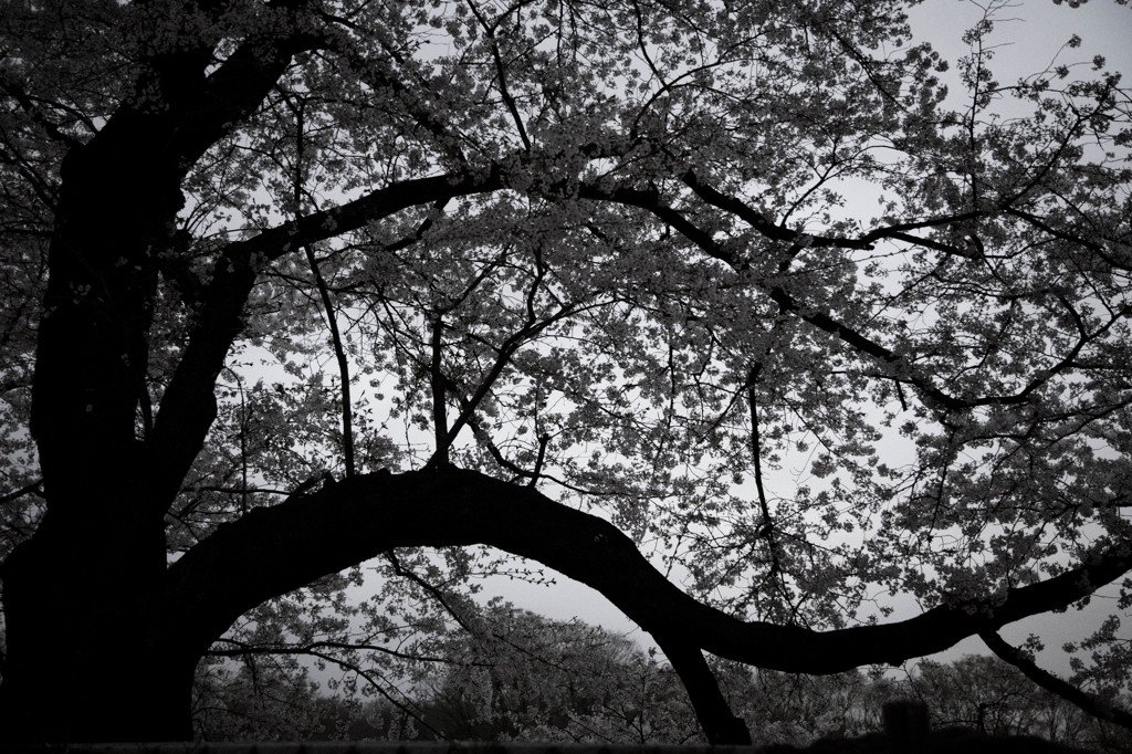 夕暮れの桜