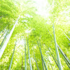 初夏の竹林で。