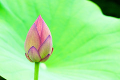 極楽浄土の花（ピンク）②