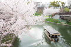 伏見の春景　－十石船と桜Ⅱ