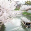伏見の春景　－十石船と桜Ⅱ
