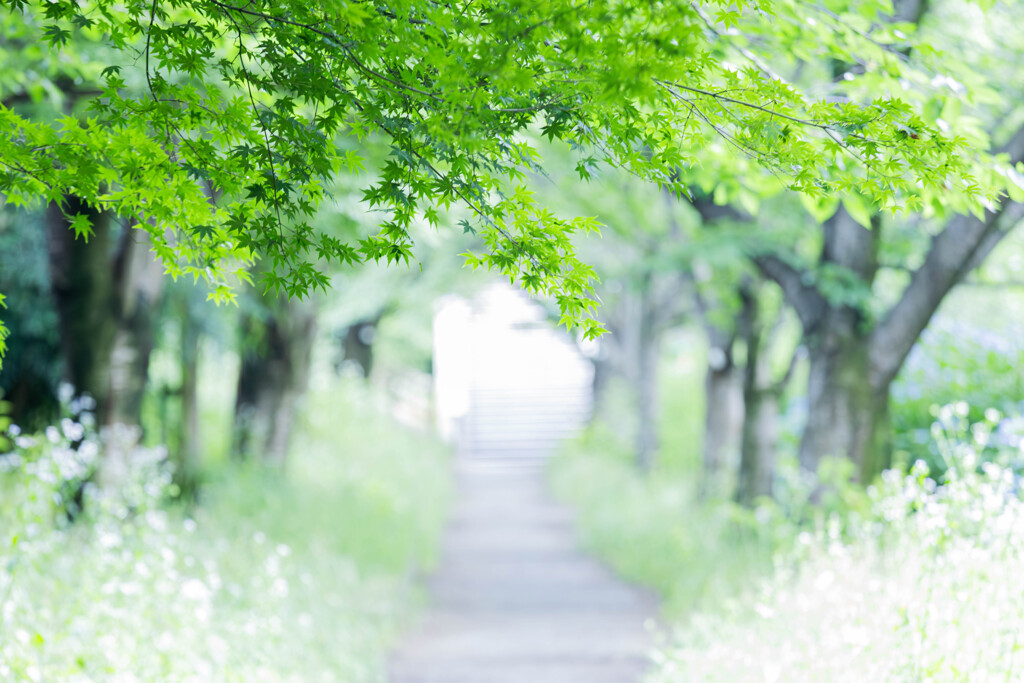 初夏の散歩道